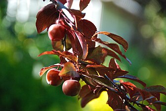 Gerezi-aranondoa (Prunus cerasifera var. pissardii)