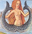 Twin-tailed Siren or mermaid, illustration in Hortus Sanitatis
