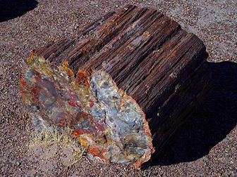 Un morceau de bois pétrifié trouvé en Arizona (États-Unis). (définition réelle 1 024 × 768*)