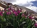 Primula parryi, Great Basin National Park, Nevada