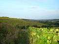 Terasa vitejo en Layon ĉe Faye-d’Anjou, Maine-et-Loire, Francio