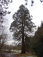 Mammutbaum am ehemaligen Forsthaus
