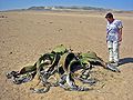 Porešenje dimenzija Welwitschia mirabilis i čovjeka prosječne visine