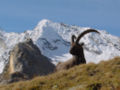 Dê núi Alps đực ở vườn quốc gia Gran Paradiso, Aosta