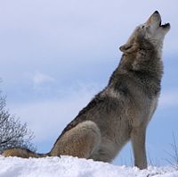 Саарал чоно ульж буй зураг