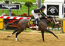 A dark brown race horse and jockey crossing the finish line at Pimlico racetrack