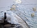שלושה דובי קוטב מתקרבים לצוללת צי ארצות הברית "הונולולו" בסמוך לקוטב הצפוני.