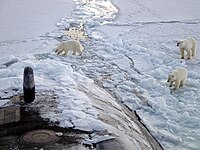 Orsi polari intenti a curiosare intorno a un sottomarino nucleare