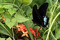 Anadaman Mormon (Papilio mayo)
