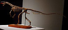 Mounted skeleton of a bipedal animal
