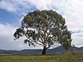 Eucalyptus rubida í Burra, New South Wales.