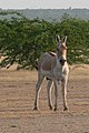 Equus hemionus khur
