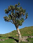 Cordyline australis (Asparagaceae)