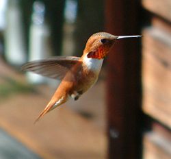 Rudais kolibri (Selasphorus rufus)