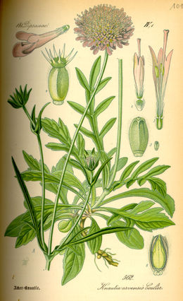 Dirvinė buožainė (Knautia arvensis)