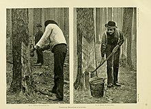 Side-by-side photo and print each show men working on cutting a so-called "cat-face" into a longleaf pine tree to extract resin. The two men in the photo on the left are of African descent and the man in the pringing on the right shows lighter skin.