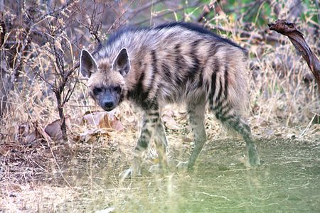 Striped hyena at the Gir Forest National Park