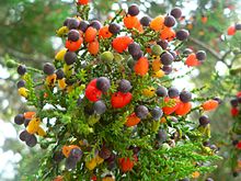 Galhos de árvores com frutas vermelhas e negras.