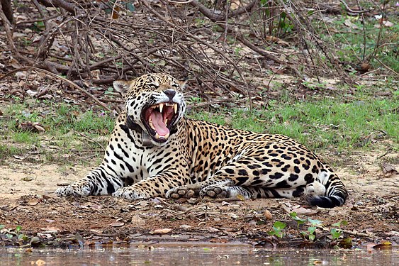 Pantanal jaguar (created and nominated by Charlesjsharp)