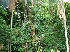 Tropical rainforest in Tabasco
