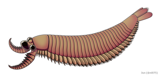 The radiodont/opabiniid-euarthropod intermediate Kylinxia, shares many of the characteristics found in both dinocaridids and euarthropods