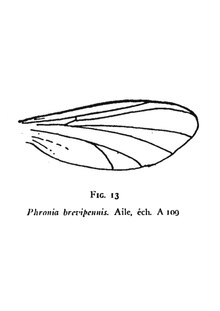 Phronia brevipennis aile 1937 N. Th. Aile éch A109 p. 325.