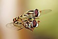 Hoverflies mating in midair, by Fir0002
