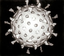 Informatic reconstruction de rotavirus secundo plure electron micrographias