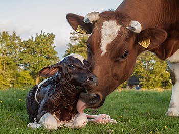 Novorozené tele frízské červenostrakaté krávy