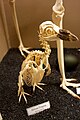 Skelett im Museum of Osteology, Oklahoma City