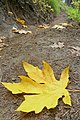 Fallen Acer macrophyllum leaf in fall near Cashmere, Washington