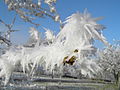 結晶構造が目立つ樹霜 ドイツ南部 メッティンゲン