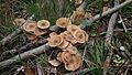 Beech forests are home to a plethora of fungi species (honey fungi)