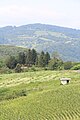 Бачевци - панорама