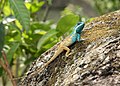 A blue-crested lizard (Calotes mystaceus) in Keibul Lamjao National Park.