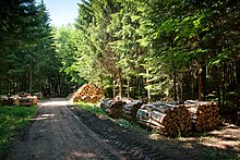 Chemin forestier sur la gauche de la photo, de grands arbres des deux côtés. Sur le coté droit du chemin, on voit des ballots de bois de chauffage.