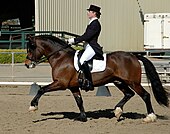 A reddish-brown horse at a trot, facing left, ridden by a woman in a black top hat, black tail coat, white breeches and tall black boots