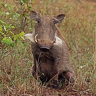 Južna svinja bradavičarka P. a. sundevallii samica, Južna Afrika