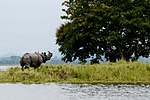 A rhino at a water edge