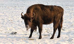 Bison bonasus bonasus dans la neige à la réserve de Springe en Allemagne.