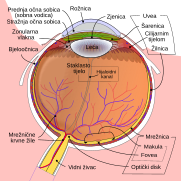 Shematski presjek ljudskog oka