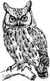 Screech owl (PSF).png