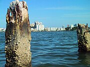 1927 sea wall pilings from the failed Isola di Lolando construction project in Miami Beach, Florida