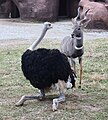 An ostrich reacts to a lesser kudu in a shared enclosure in Red Rocks