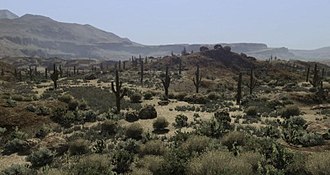 A small field, filled with cacti, rocks and grass. Mountains are clearly visible in the distance.