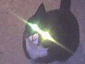 Mata kucing kang kenèng keclaping lampu