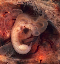 人類胚胎（懷孕第 7 週，第 5 週 ）